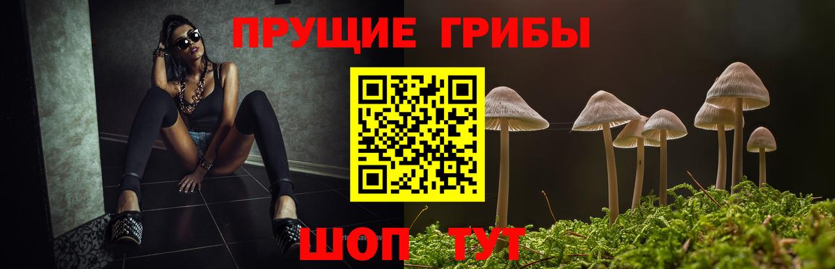 Псилоцибиновые грибы Psilocybe Костомукша
